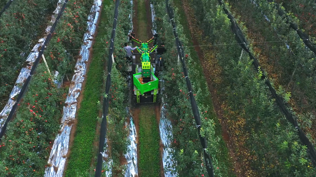 中联重科果实采收装备正在作业。 通讯员 丁未 供图