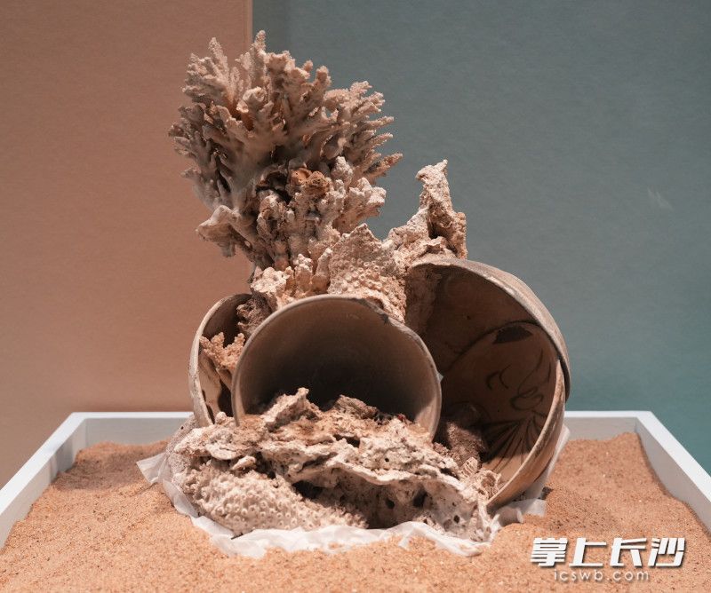 黑石号沉船出水的青釉褐斑彩绘瓷碗（带珊瑚）。