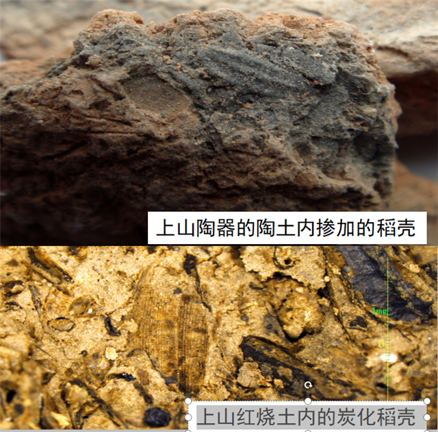 图片均为湖南境内发现的人工栽培稻。