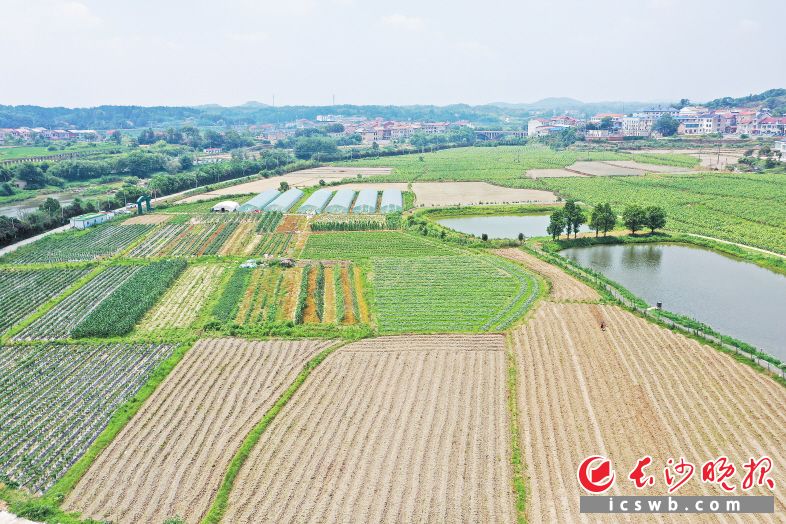 120亩老种子（老品种）培育种植基地旨在打造集蔬菜种植、种苗培育、老种存育于一体的现代化蔬菜种植培育示范基地。均为长沙晚报全媒体记者 王志伟 摄