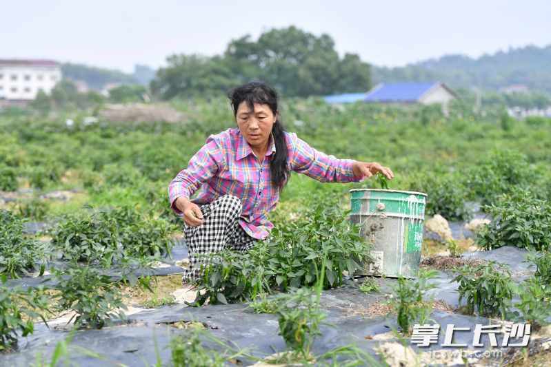 6月5日上午，位于宁乡市老粮仓镇老粮社区老种子（老品种）培育种植基地内，村民正在采摘辣椒。