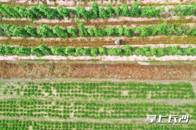 6月5日上午，位于宁乡市老粮仓镇老粮社区的老种子（老品种）培育种植基地内，村民正在采摘。