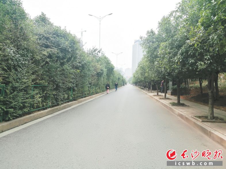 过去，主辅道隔离绿带过高过密，导致主辅道之间互相看不见，存在安全隐患。