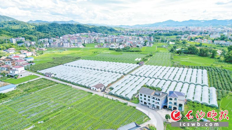 　　龙坎葡萄园航拍。易亿 摄