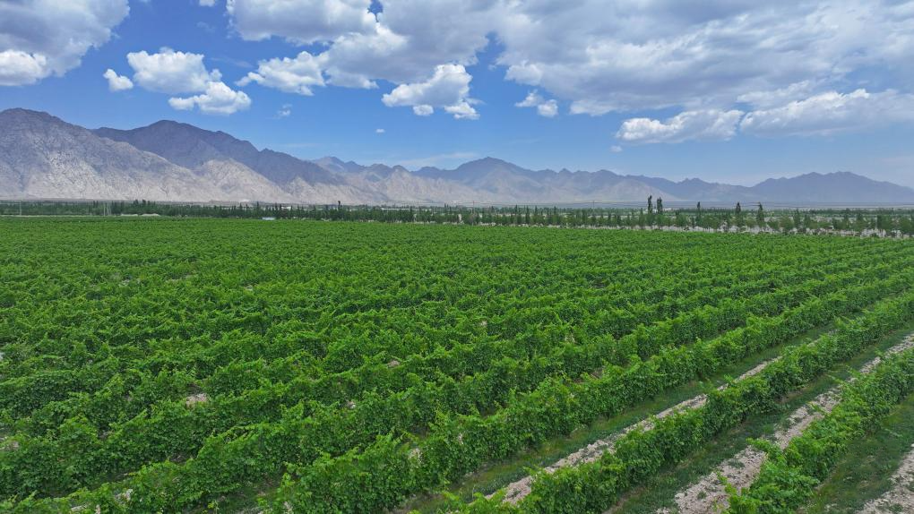 △闽宁从荒芜贫瘠的荒滩戈壁变成了如今的片片绿洲。