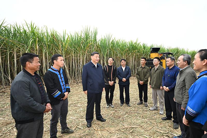 △2023年12月14日，习近平总书记在广西来宾市国家现代农业产业园黄安优质“双高”糖料蔗基地考察时，同蔗农、农机手和农技人员亲切交流。