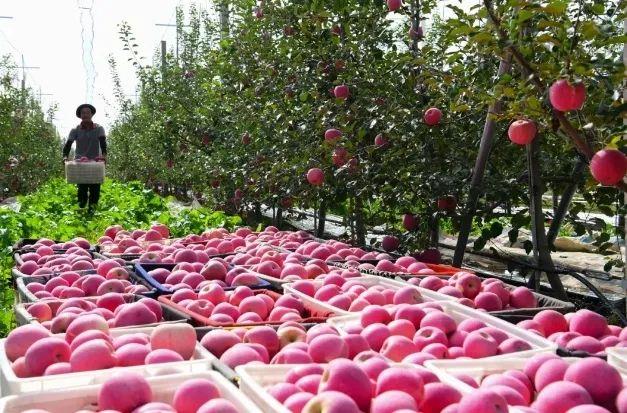 △丰收时节的陕西延安果园