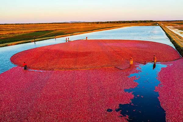 △黑龙江抚远蔓越莓种植基地