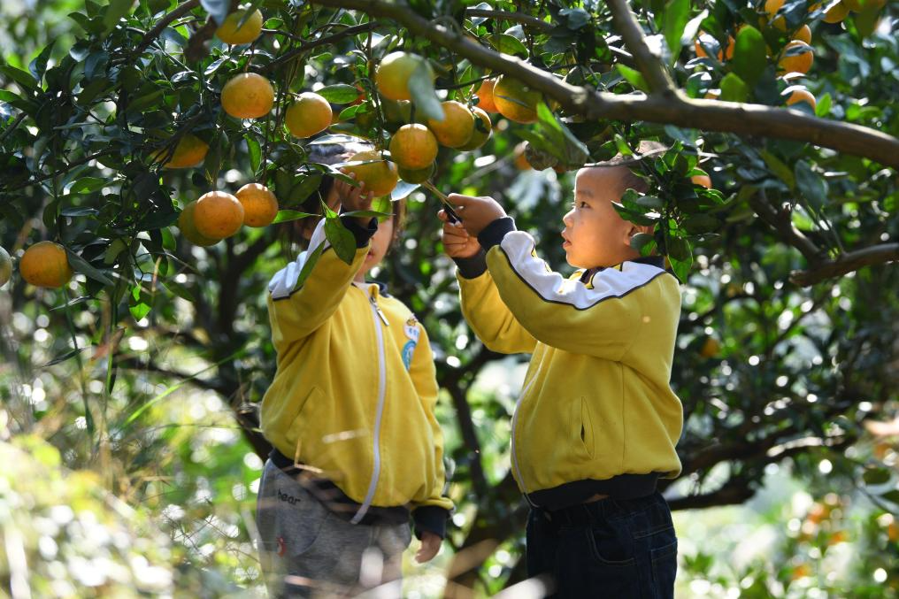 △贵州黄平县小朋友在校外劳动实践基地采摘柑橘。