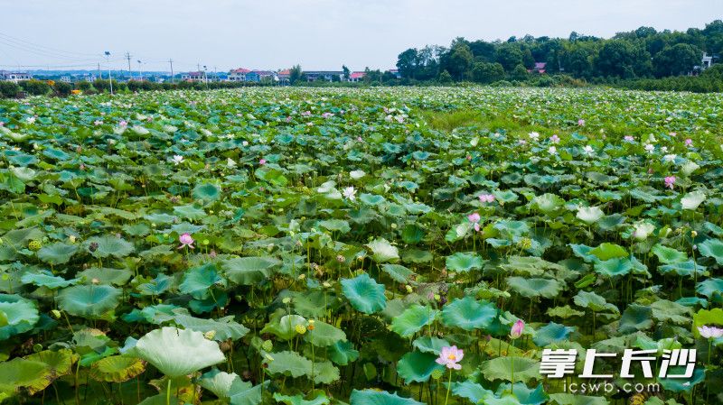 宁乡市坝塘镇金河村60多亩荷花开得正好,成为乡村一道亮丽的风景。图片均为长沙晚报全媒体记者 邹麟 摄 宁乡市坝塘镇金河村60多亩荷花开得正好,成为乡村一道亮丽的风景。图片均为长沙晚报全媒体记者 邹麟 摄