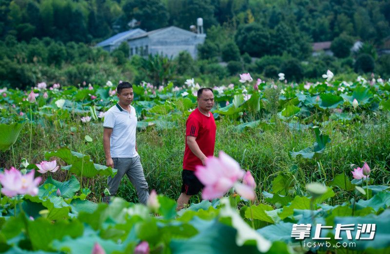罗建军和唐杰宏走在荷花盛开的田埂上,正观察今年产莲的情况。长沙晚报全媒体记者 邹麟 摄 罗建军和唐杰宏走在荷花盛开的田埂上,正观察今年产莲的情况。长沙晚报全媒体记者 邹麟 摄