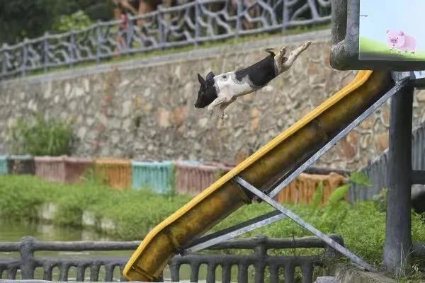 ▲宁乡市湘都生态农庄，萌趣十足、憨态可鞠的小花猪从1米多高的跳台上跳入水中。湖南日报全媒体记者 辜鹏博 摄